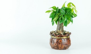 好养的客厅大型盆栽 客厅好养的大盆植物