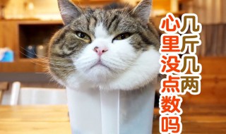 你心里没点13数吗是什么意思 你心里没点13数吗是什么梗