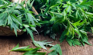 端午节艾蒿挂多长时间 端午节艾蒿什么时候挂