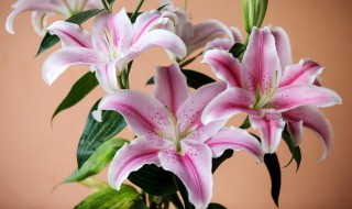 土培香水百合花怎么养 香水百合花怎么养