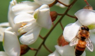 槐花怎么种植 槐花怎么养