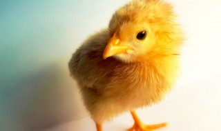 肉鸡的养殖技术流程 肉鸡怎么养殖