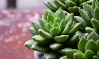 盆栽宝石花养殖方法 怎么养宝石花