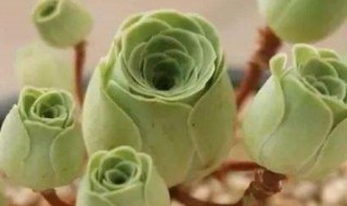 多肉植物酒杯玫瑰怎么养 多肉酒杯玫瑰怎么养