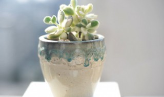 怎么养植物才能养好 植物该怎么养