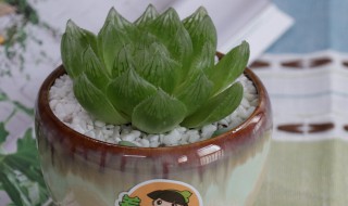怎样养好玉露寿 玉露寿怎么养