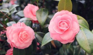 室内怎样养茶花 室内茶花怎么养