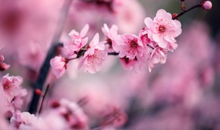 梅花盆景怎么养殖 梅花盆景怎么养