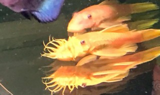 怎样养出好看的胡子 大胡子怎么养