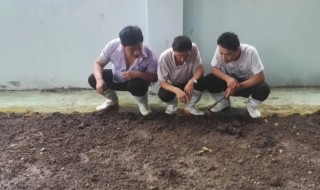 牛粪养蚯蚓技术 牛粪怎么养蚯蚓