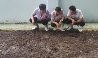 红蚯蚓怎么养不活 红蚯蚓怎么养
