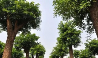 皂角和刺槐是一样的树吗 家里皂角树和国槐能栽一起吗