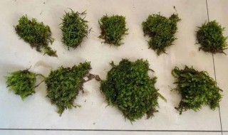 青苔怎样种 青苔怎么养殖