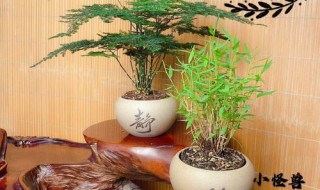 飞天竹芋怎么养 羽竹怎么养