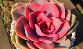 绿植彩虹盆栽怎么养 彩虹怎么养植