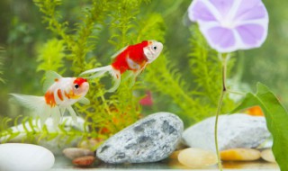 夏花的养殖技术 夏花怎么养
