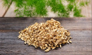 怎么培养麦芽 怎么养麦芽