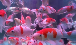 锦鲤养殖密度 锦锂怎么养