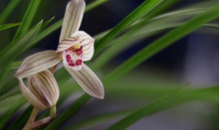 香兰花怎么养殖 香兰花怎么养