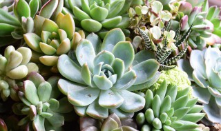 小玉多肉植物 多肉小玉怎么养
