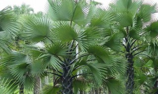 棕榈树的种植技术 棕榈树怎么种植