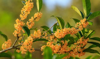 桂花树苗怎么移栽 桂花树苗怎么种植方法