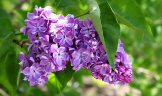 丁香花秋天怎么养 丁香花秋天可以种吗吗