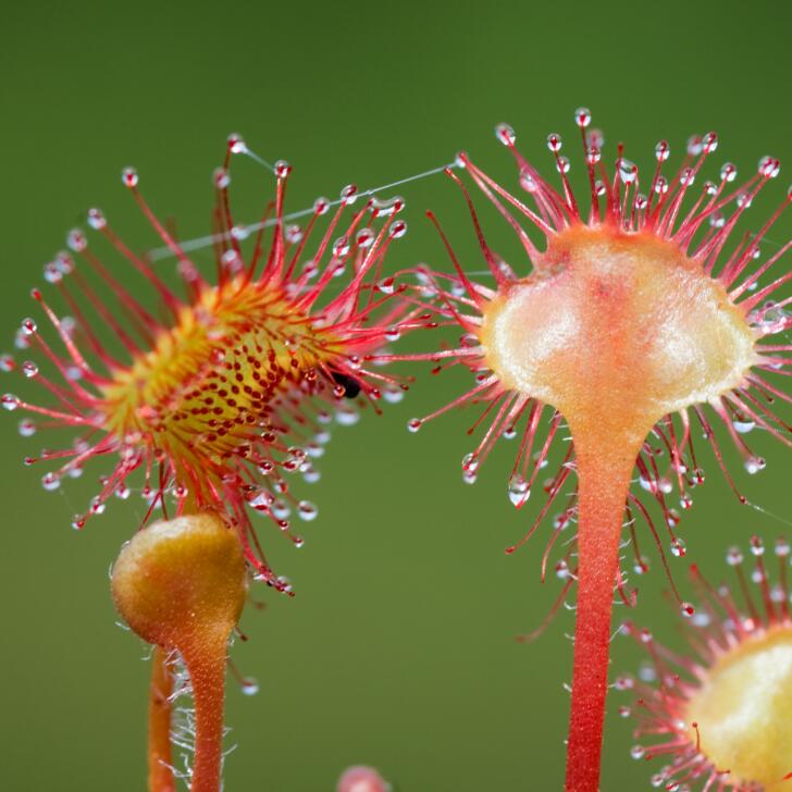 茅膏菜