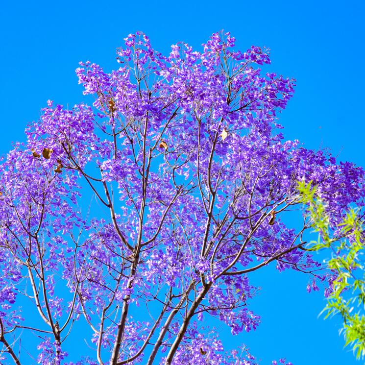 蓝花楹