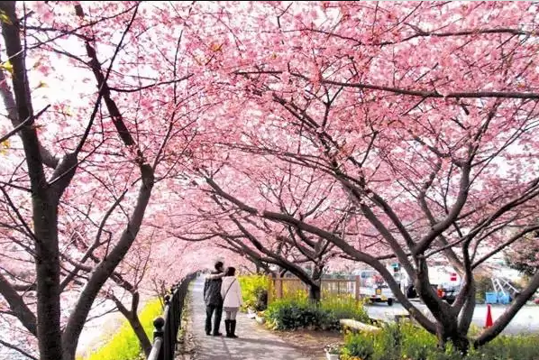 高东樱花园