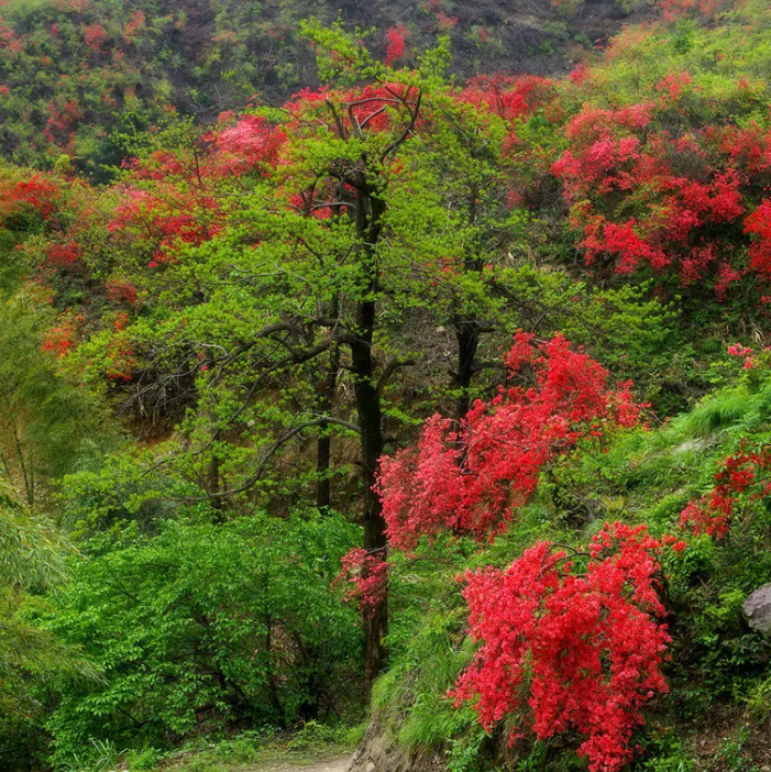 大幕山