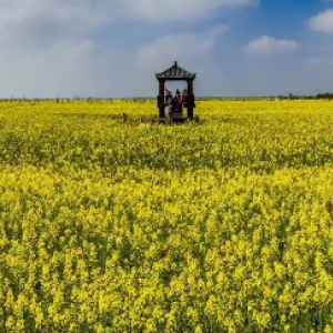 蔡甸消泗油菜花