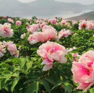 郧阳区安阳镇牡丹园