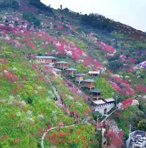 南山桃花园