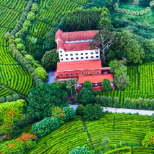 雁南飞茶田度假村