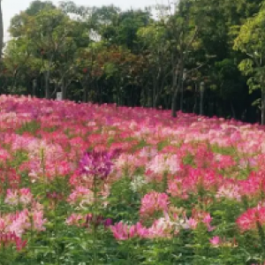 流花山公园