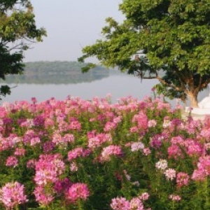 松湖花海