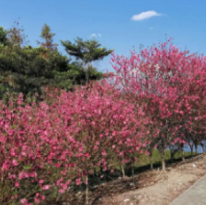 石马桃花田公园