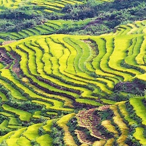 坪山梯田