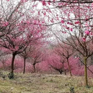 上虞东溪村