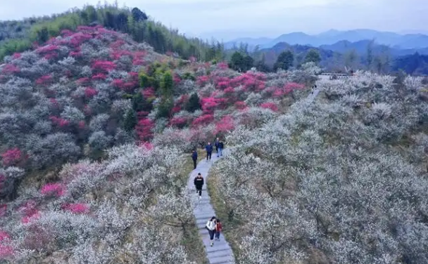 杭垓梅海