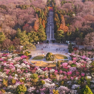 南京梅花山