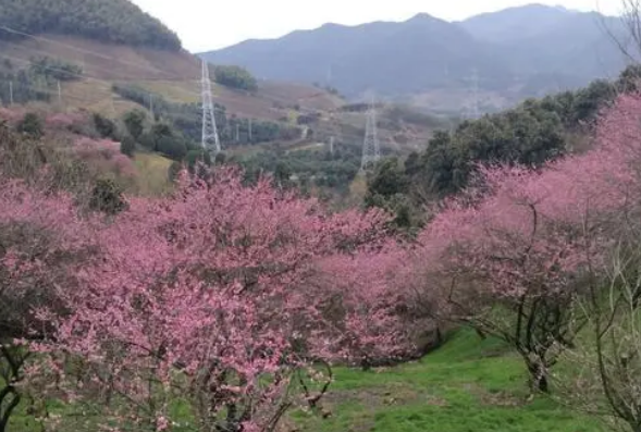 奉化新建村