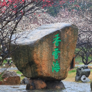 香雪海