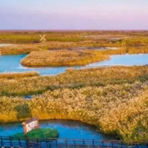 杭州湾湿地