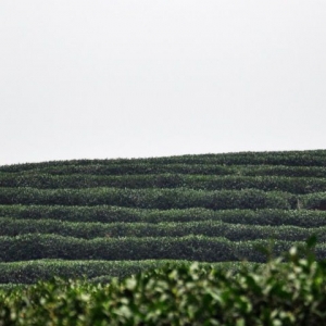 龙井村