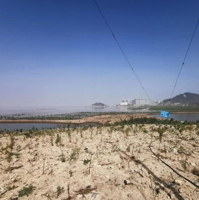 洞头霓屿红树林生态湿地公园