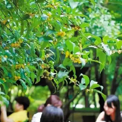 满陇桂雨公园