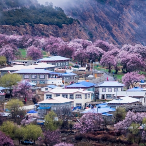 林芝桃花