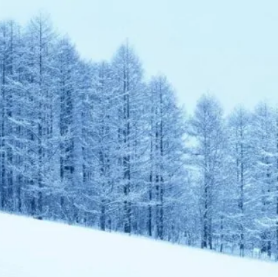 天山雪岭云杉林